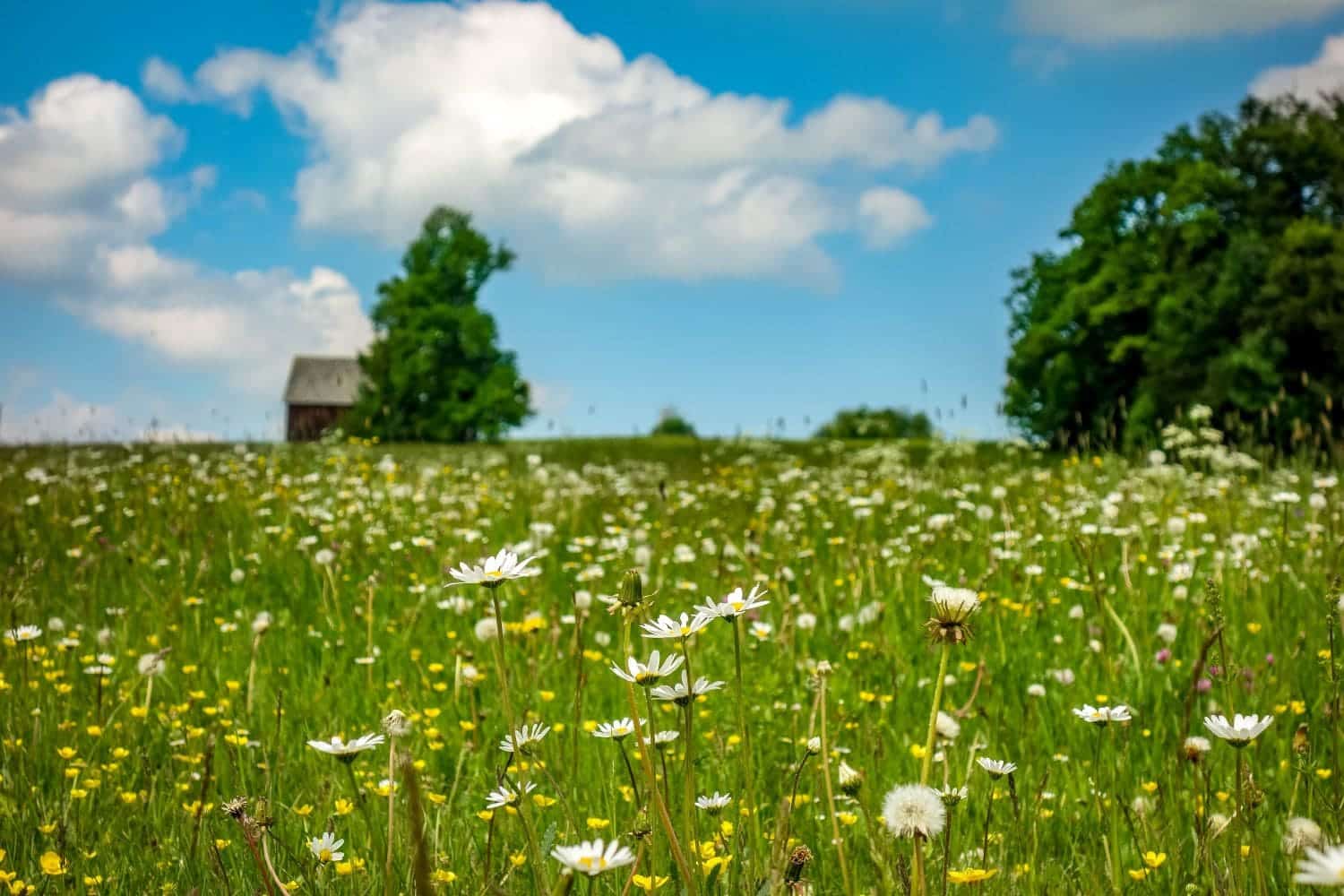 Sommerwiese bei Laichingen