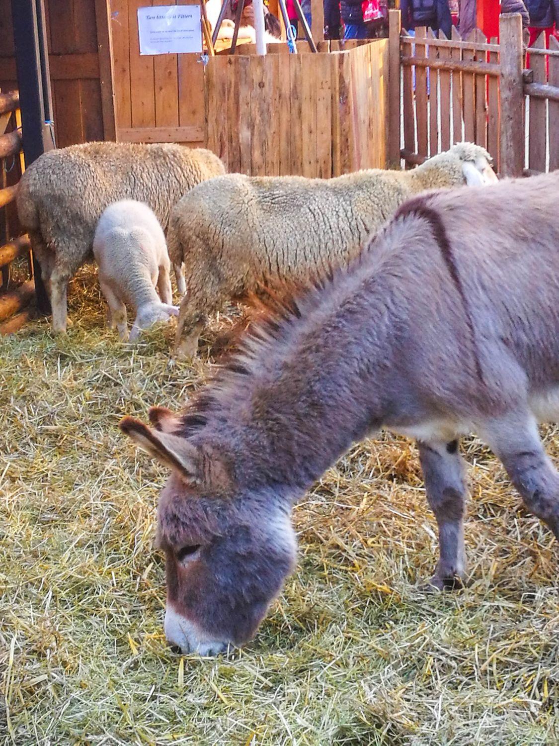 Ein Esel und drei Schafe grasen auf Stroh in einem eingezäunten Gehege mit Holzwänden, wahrscheinlich in einer Scheune oder einem Streichelzoo - ähnlich wie die festlichen Tierausstellungen, die man oft auf Weihnachtsmärkten sieht. Der Bereich ist mit Heu gefüllt, und im Hintergrund ist ein Schild zu sehen.