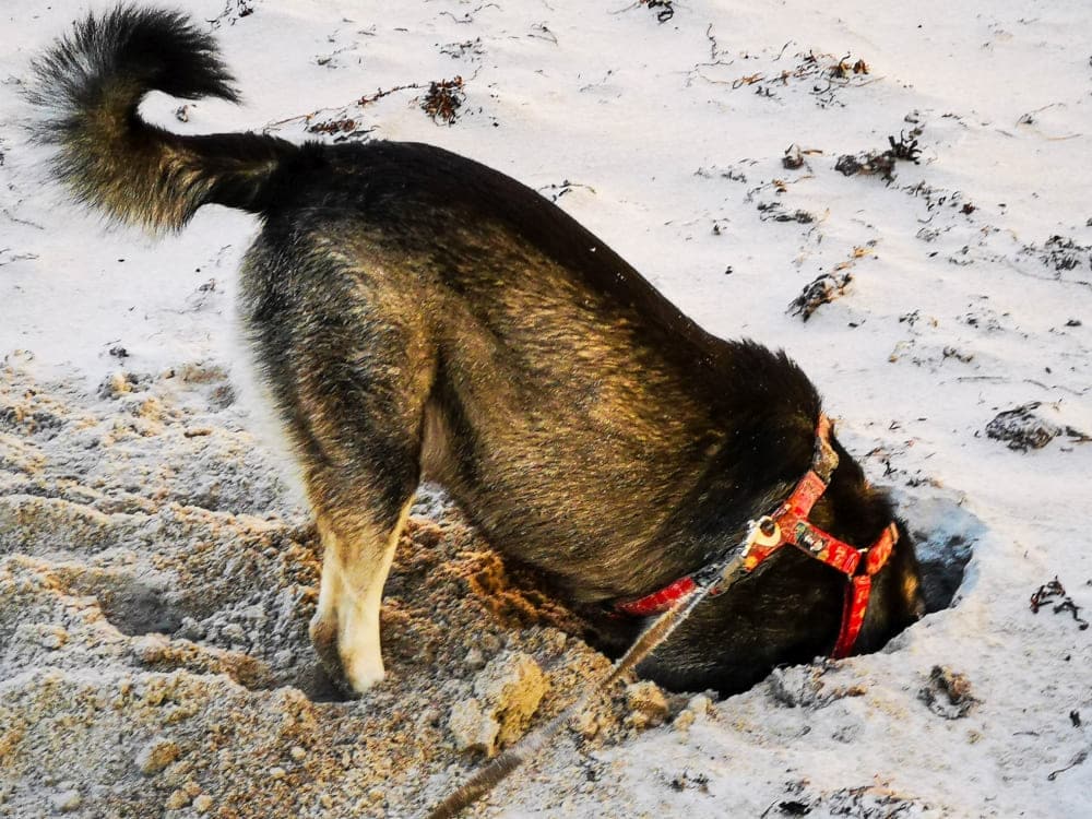 Mit Hund auf Rügen