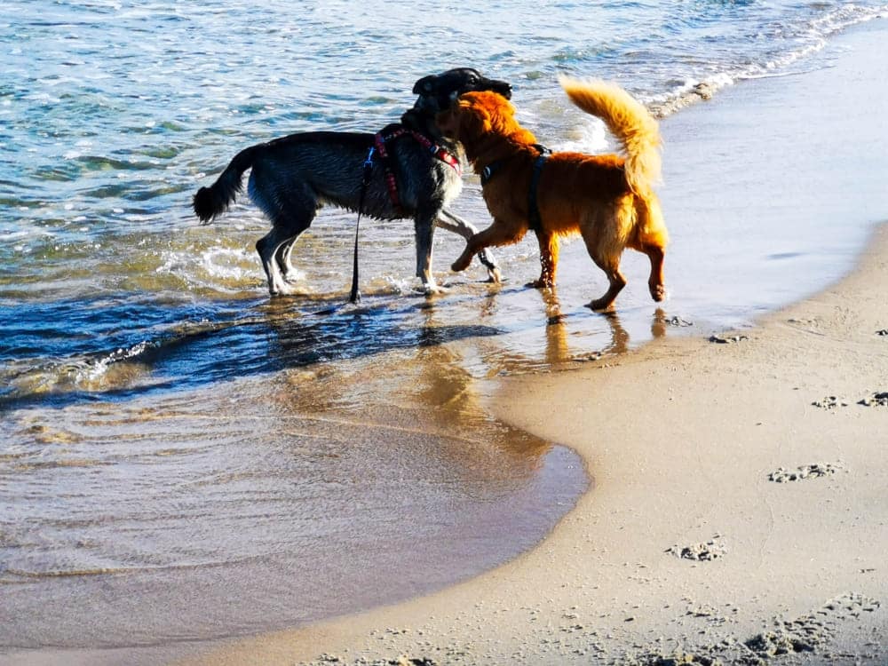 Mit Hund auf Rügen