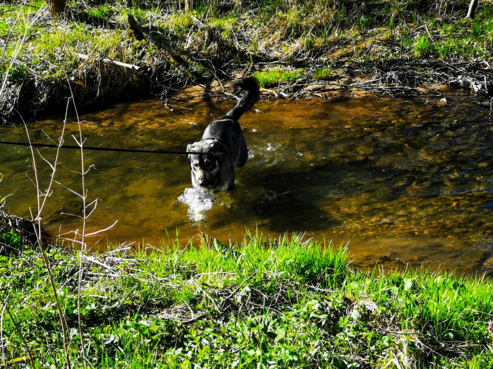 Wandern mit Hund