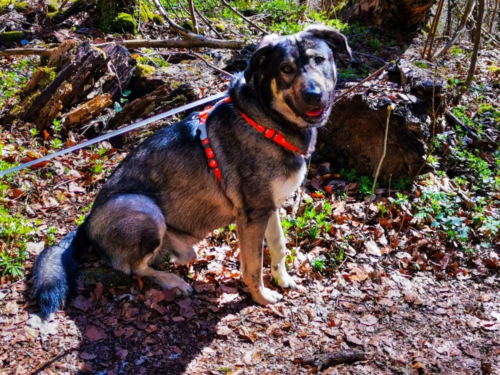 Wandern mit Hund – 5 Tipps für Dich