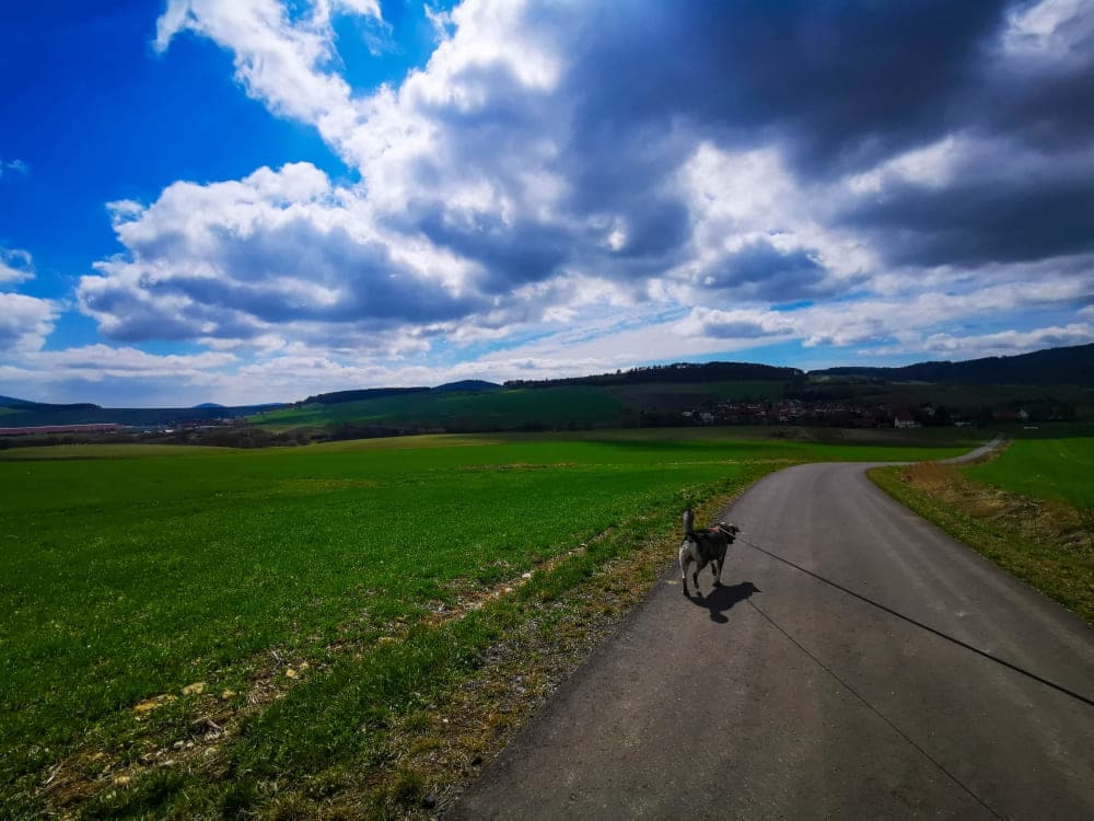 Wandern mit Hund