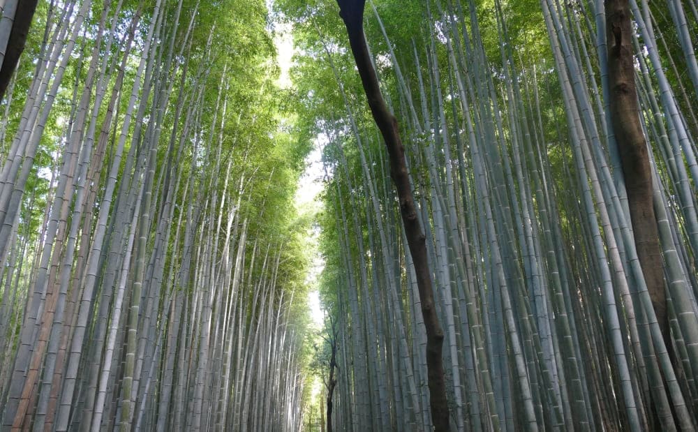 Arashiyama Bambus Wald Kyoto