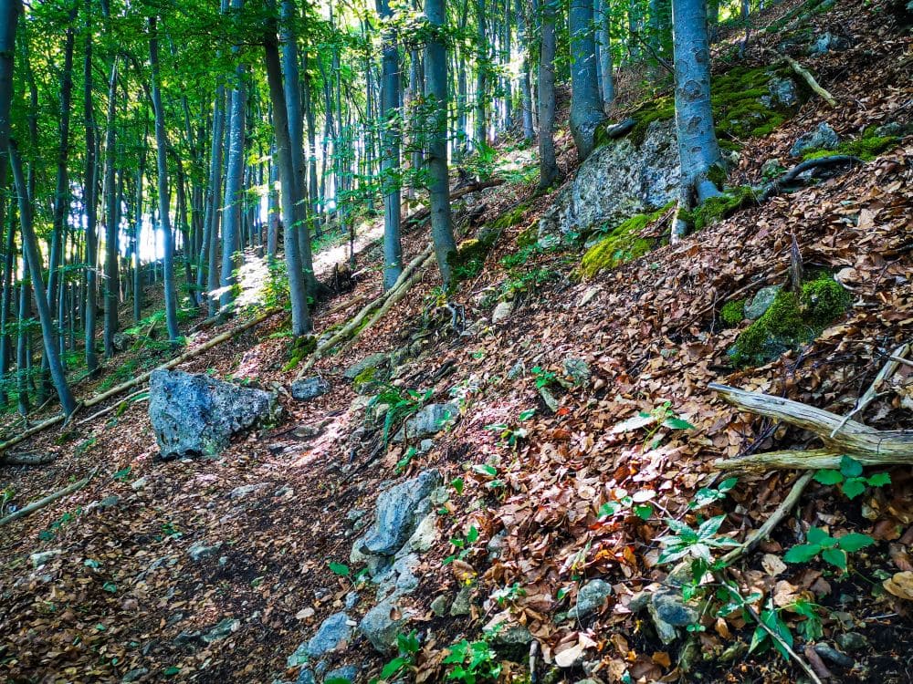 Von der Felsformation Steinernes Weib hinab ins Tal