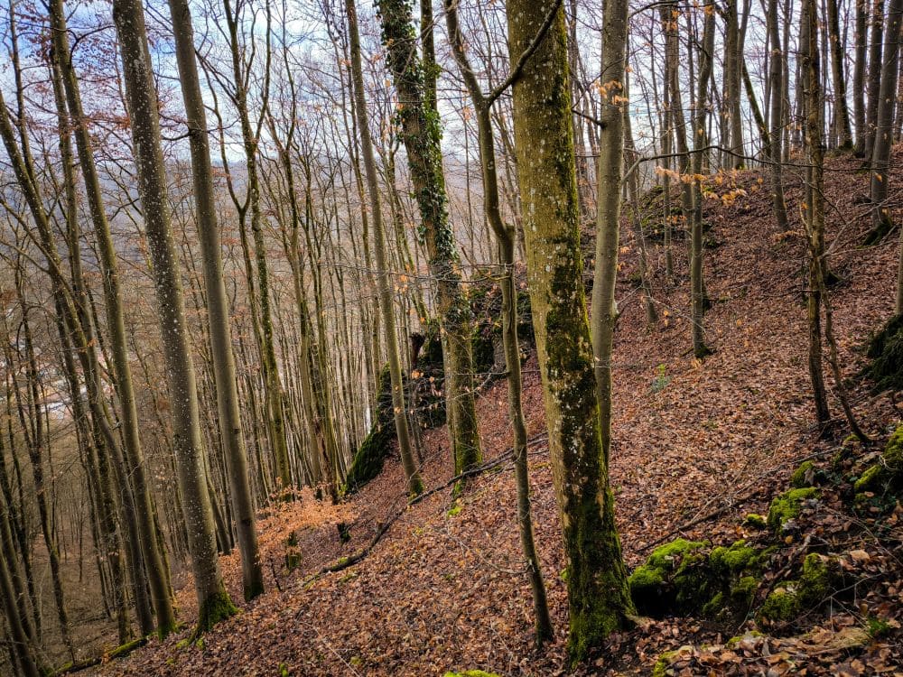 Waldpfad in Richtung Geiselstein