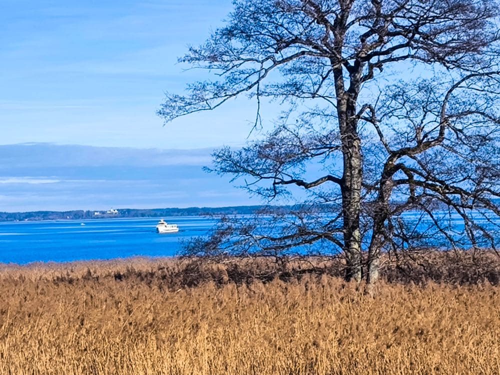 Eine malerische Aussicht zeigt im Vordergrund einen blattlosen Baum mit hohem, trockenem Gras darunter. Im Hintergrund erstreckt sich der ruhige blaue Chiemsee, auf dem ein Boot unter einem klaren blauen Himmel segelt. Am Horizont ist fernes Land zu sehen.