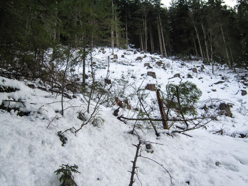 Ein verschneiter Hang im Tannheimer Tal ist mit verstreuten Felsen und schneebedeckten immergrünen Bäumen geschmückt. Der Wald setzt sich im Hintergrund fort und bildet ein dichtes Blätterdach über dem Haldensee. Das unebene Gelände und die Schneeflecken schaffen eine raue, winterliche Landschaft, perfekt für eine winterliche Wanderung.