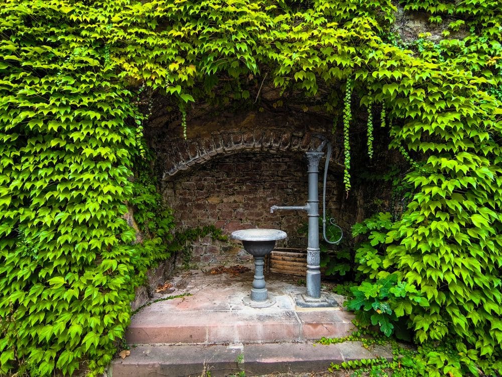 Eine antike Handpumpe und ein Waschbecken stehen in einer gemauerten Nische, umgeben von üppigem, grünem Efeu, der die Wände herabrankt. Die Szene erinnert an den Charme von Klingenberg, eingerahmt von dichtem Laub, das eine ruhige, abgeschiedene Atmosphäre schafft.