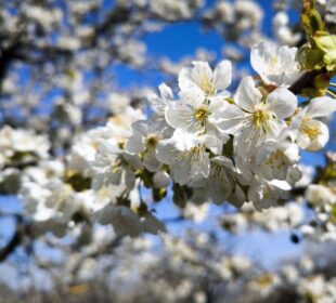 Nahaufnahme der blühenden weißen Kirschblüten am Kirschenweg vor einem strahlend blauen Himmel. Die Blüten drängen sich an den Zweigen, mit zarten Blütenblättern und gelben Staubgefäßen, die einen schönen Kontrast zum unscharfen Hintergrund der weiteren Blüten bilden.