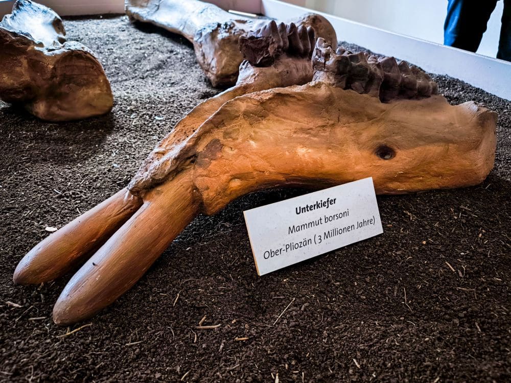 Nahaufnahme eines großen Unterkieferfossils mit zwei langen Stoßzähnen, ausgestellt auf dunklem Boden. Ein Schild in deutscher Sprache identifiziert es als den Unterkiefer von Mammut borsoni aus dem Oberpliozän, der vor etwa 3 Millionen Jahren in der Nähe von Kaltensundheim gefunden wurde.