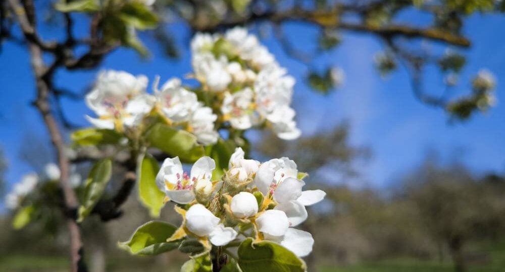 Nahaufnahme blühender weißer Blüten auf einem Ast unter dem strahlenden Himmel von Neidlingen. Die leuchtend grünen Blätter kontrastieren mit den zarten Blütenblättern, während weitere Äste im Hintergrund verschwimmen und an einen blühenden Baum im Frühling erinnern.