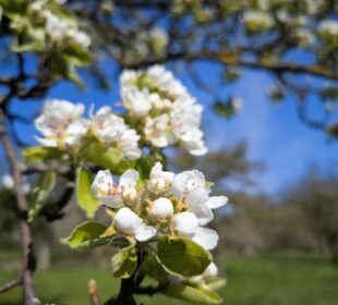 Nahaufnahme blühender weißer Blüten auf einem Ast unter dem strahlenden Himmel von Neidlingen. Die leuchtend grünen Blätter kontrastieren mit den zarten Blütenblättern, während weitere Äste im Hintergrund verschwimmen und an einen blühenden Baum im Frühling erinnern.
