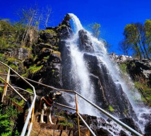 Ein Hund mit Geschirr steht auf Steinstufen neben einem Metallgeländer, während der Trusetaler Wasserfall unter einem klaren blauen Himmel eine Felsklippe hinunterstürzt, umgeben von grünen Bäumen.