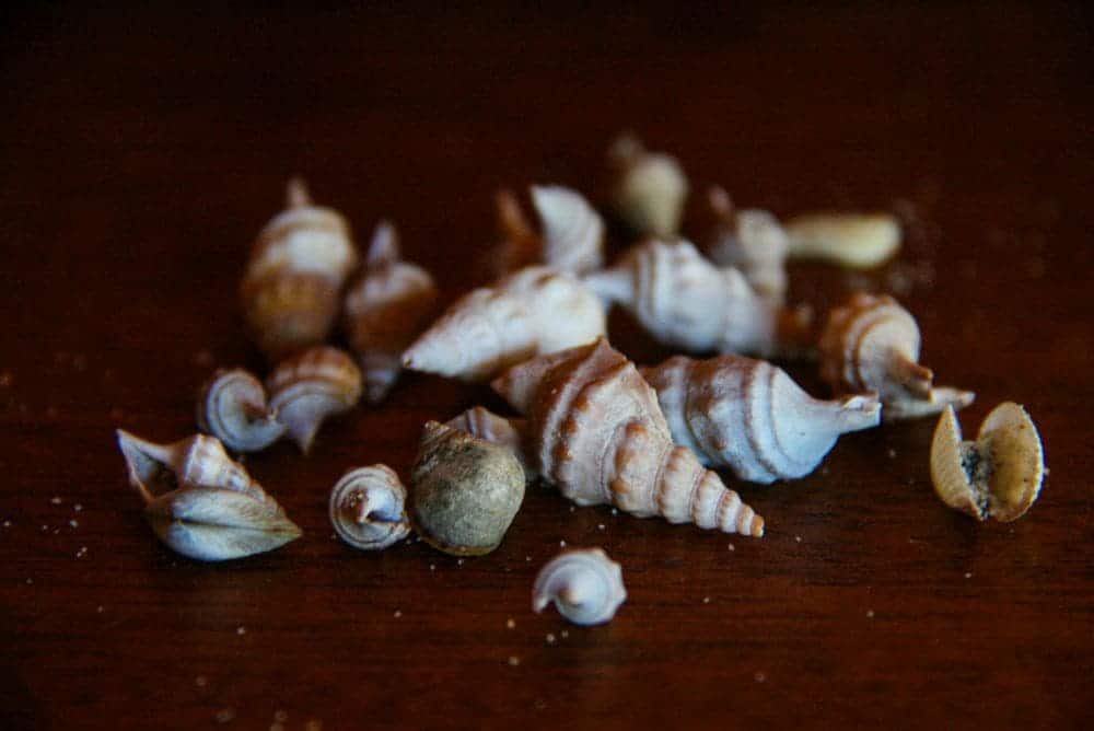 Eine Sammlung kleiner, spiralförmiger Muscheln, die lokal als Hurup bekannt sind, liegt verstreut auf einer dunklen Holzoberfläche. Diese Muscheln sind unterschiedlich groß und weisen eine Mischung aus weißen und braunen Farbtönen auf, wobei einige ein kompliziertes Wirbelmuster aufweisen.