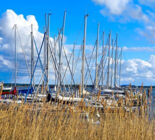 Mehrere Segelboote liegen in einem Yachthafen am Salzhaff. Hohe Masten ragen vor einem strahlend blauen Himmel empor. Hohes Gras säumt den Wasserrand und vermittelt die friedliche Atmosphäre eines Urlaubs in Rerik, einem charmanten Ostseebad.