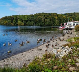 Eine Seelandschaft in Malente mit Enten und Gänsen am felsigen Ufer, ruhigem Wasser und bewaldetem Hintergrund. Rechts ist unter leicht bewölktem Himmel ein weißes Hafengebäude mit Tretbooten zu sehen.