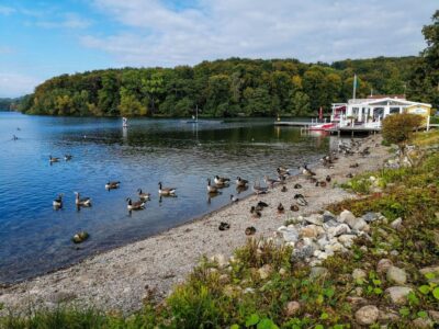 Eine Seelandschaft in Malente mit Enten und Gänsen am felsigen Ufer, ruhigem Wasser und bewaldetem Hintergrund. Rechts ist unter leicht bewölktem Himmel ein weißes Hafengebäude mit Tretbooten zu sehen.