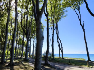 Hohe, schlanke Bäume mit spärlichen grünen Blättern stehen in der Nähe eines leuchtend blauen Sees unter einem klaren Himmel in Heiligendamm, das Sonnenlicht fällt durch die Äste und die Schatten tanzen auf dem Boden.