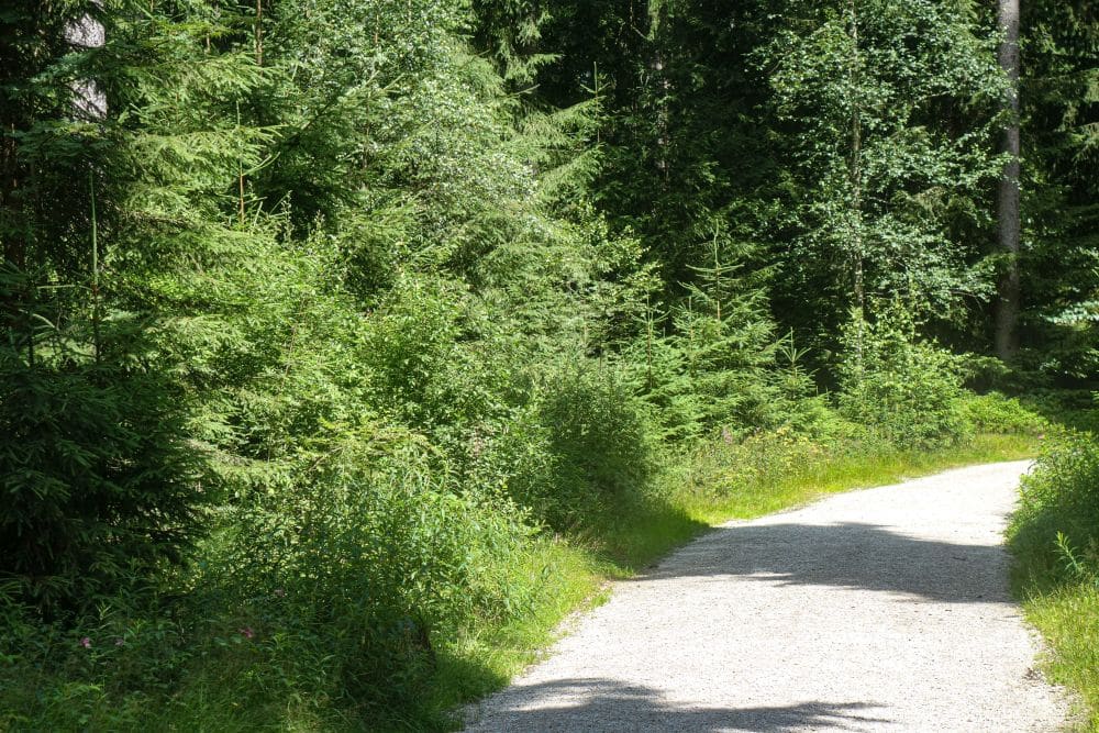 In der Nähe des Fichtelsees schlängelt sich ein sonnenbeschienener Kiesweg durch einen dichten, grünen Wald mit hohen Bäumen und üppigem Gestrüpp auf beiden Seiten.
