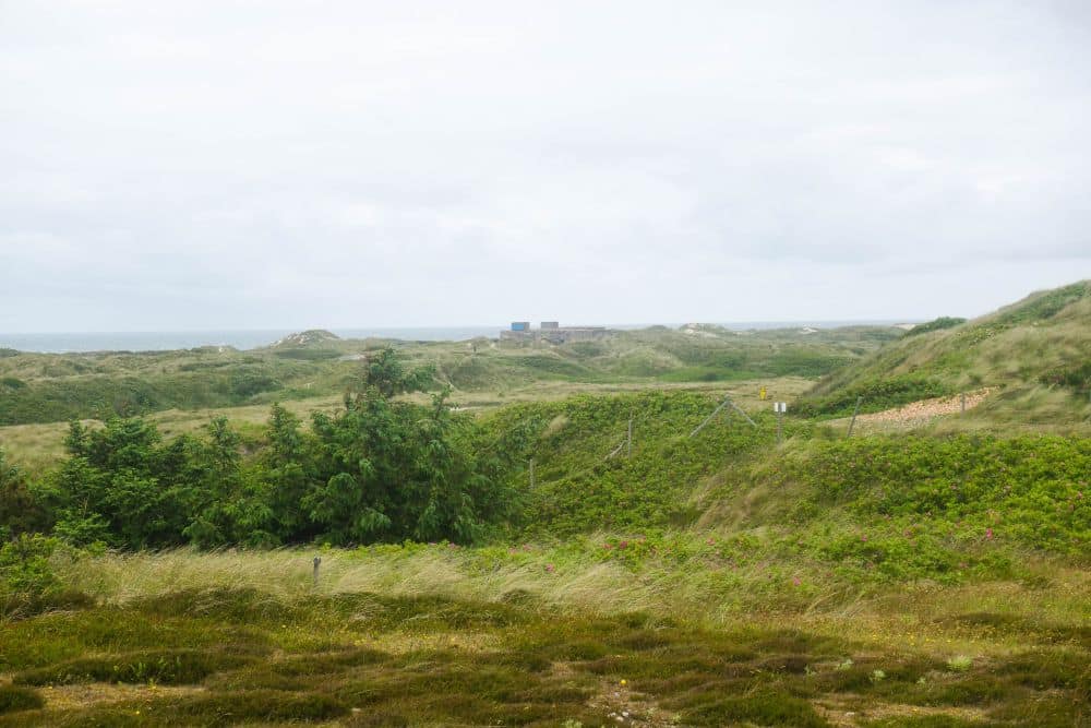 Eine grasbewachsene, hügelige Landschaft in Dänemarks Westen mit verstreuten Büschen und Bäumen unter einem bewölkten Himmel. In der Ferne sind zwei kastenförmige Gebäude in der Nähe des Horizonts zu sehen. Ein Zaun verläuft quer durch den wildromantischen Mittelgrund.