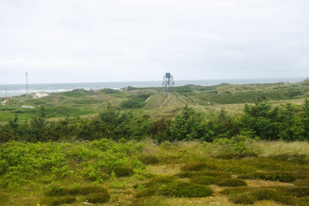 Wildromantisch präsentiert sich Dänemarks Westen mit grasbewachsenen Dünen, verstreuten Büschen und Bäumen im Vordergrund. Im Hintergrund ragt bei Blavand ein hölzerner Aussichtsturm auf, dahinter das Meer unter wolkigem Himmel.
