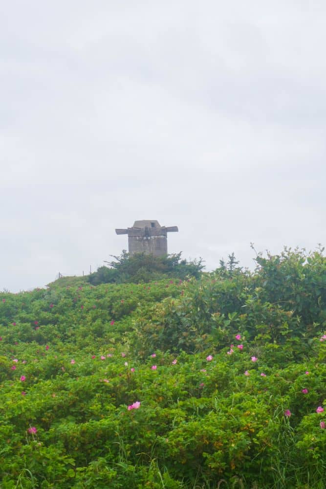Ein Bunker aus Beton sitzt auf einem grasbewachsenen, blumenübersäten Hügel unter einem wolkenverhangenen Himmel in Blavand, wildromantisch und windgepeitscht auf Dänemarks Westen. Rosa Blumen und grüne Sträucher füllen den Vordergrund und verdecken teilweise das Bauwerk.