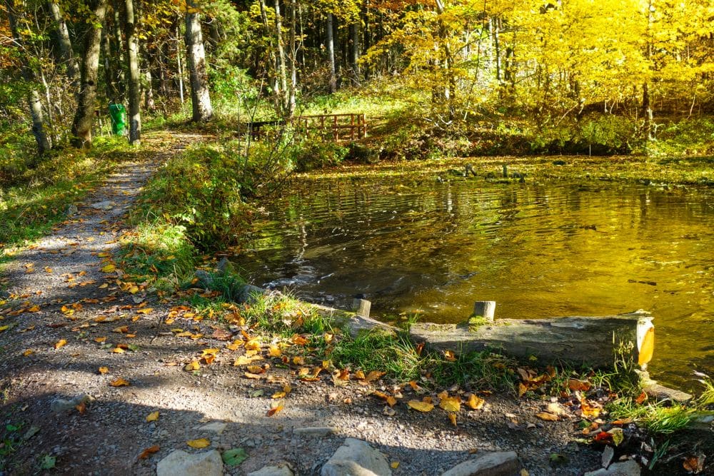 Ein kleiner Teich in der Rhön, umringt von herbstlichen Bäumen mit gelben Blättern. Ein Feldweg und eine Holzbrücke führen am Teich entlang, während das Sonnenlicht durch die Bäume fällt und zu einem wahren Wanderabenteuer einlädt.
