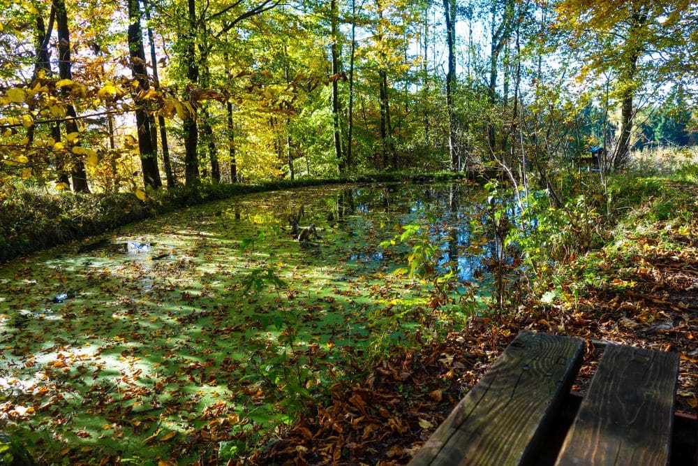 Ein kleiner Teich, bedeckt mit grünen Algen und herabgefallenen Blättern, ist umgeben von Bäumen mit Herbstlaub in der Rhön. Das Sonnenlicht fällt durch die Äste, und am Rande dieses ruhigen Wanderabenteuers steht eine Holzbank.