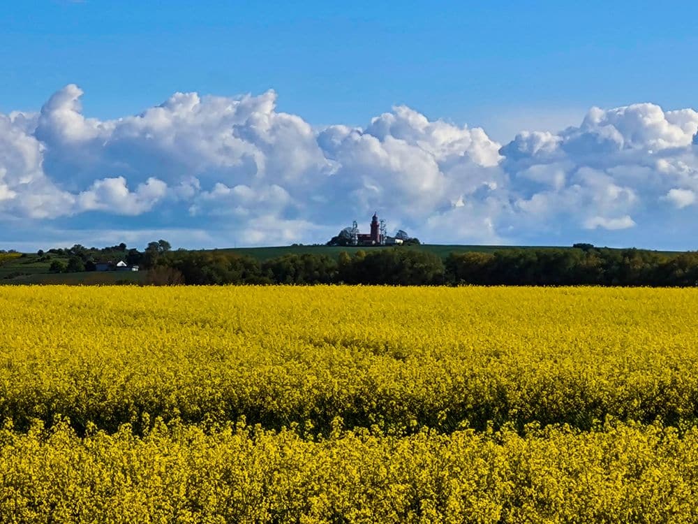 Im Vordergrund erstreckt sich ein leuchtend gelbes Rapsfeld, das ein Gefühl von Auszeit vermittelt, mit einer entfernten Kirche auf einem grünen Hügel unter einem blauen Himmel, der mit großen, flauschigen weißen Wolken gefüllt ist.