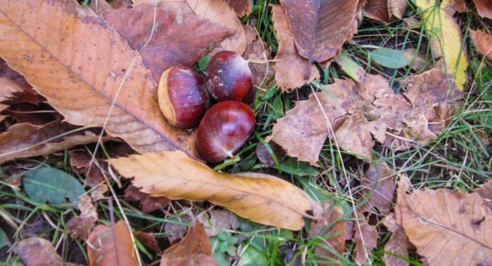 Drei glänzende braune Kastanien liegen im Gras, umgeben von getrocknetem Herbstlaub, und fangen die Essenz von Feldthurns am malerischen Keschtnweg in Südtirol ein.