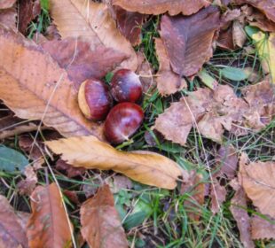 Drei glänzende braune Kastanien liegen im Gras, umgeben von getrocknetem Herbstlaub, und fangen die Essenz von Feldthurns am malerischen Keschtnweg in Südtirol ein.