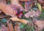 Drei glänzende braune Kastanien liegen im Gras, umgeben von getrocknetem Herbstlaub, und fangen die Essenz von Feldthurns am malerischen Keschtnweg in Südtirol ein.