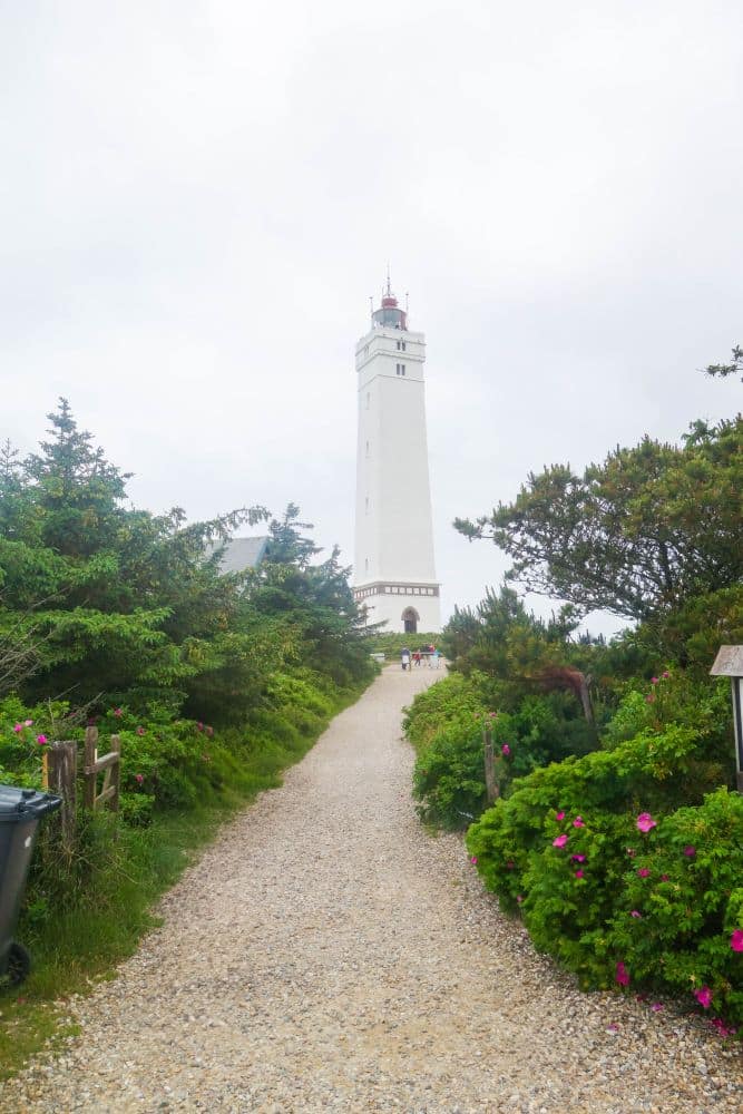 Ein hoher weißer Leuchtturm steht am Ende eines mit grünen Büschen und rosafarbenen Blumen gesäumten Kieswegs unter einem bedeckten Himmel und fängt den wildromantischen Charme von Blavand auf Dänemarks Westen ein.