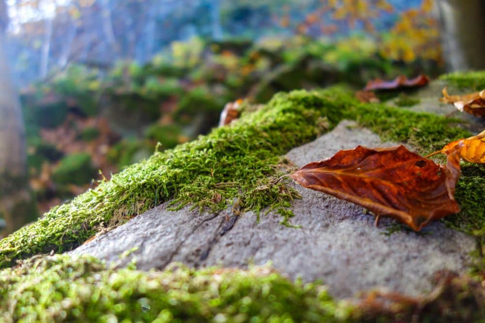 Nahaufnahme eines moosbewachsenen Felsens auf der Milseburg in der Rhön, auf dem ein braunes, getrocknetes Blatt ruht. Der unscharfe Hintergrund deutet Grün und Sonnenlicht an und weckt den Geist des Wanderabenteuers.