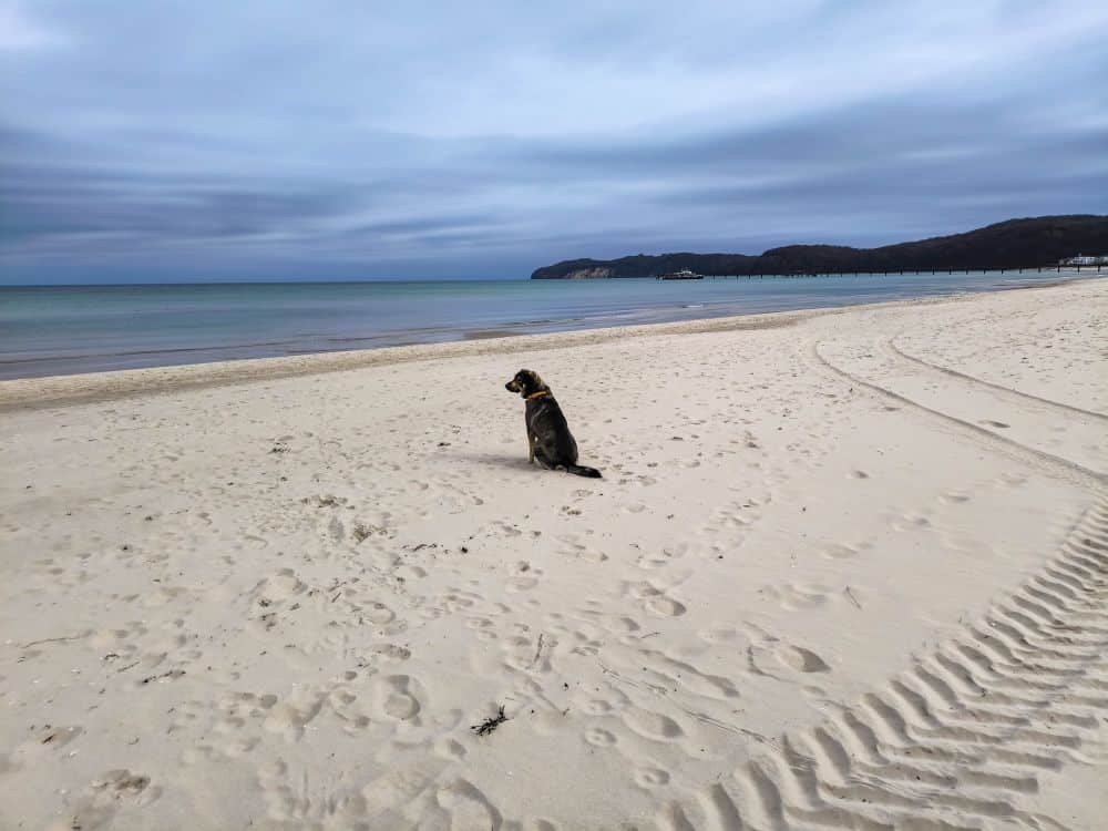 Ein Hund sitzt allein am Sandstrand in Binz in der Nähe der Küste unter einem bewölkten Himmel, mit Fußabdrücken und Reifenspuren im Sand und fernen Hügeln im Hintergrund.
