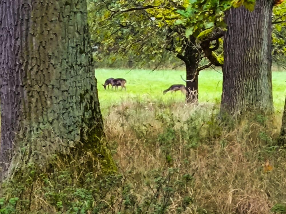 Zwei Rehe grasen auf einer sonnigen Wiese in der Nähe von Ludwigsburg, die teilweise von hohen Bäumen mit rauer Rinde und belaubten Ästen verdeckt wird. Die friedliche Szene erinnert an die natürliche Schönheit von Bunten Gärten und Waldlandschaften.