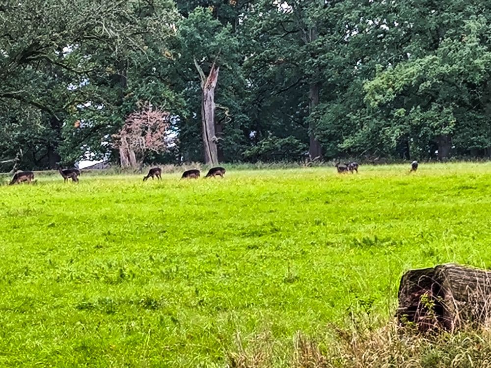 Eine Gruppe von Rehen grast auf einer grünen, von hohen Bäumen gesäumten Wiese. Im Vordergrund ist ein großer Baumstumpf zu sehen, der an die ruhige Schönheit der Barockgärten in Ludwigsburg erinnert.