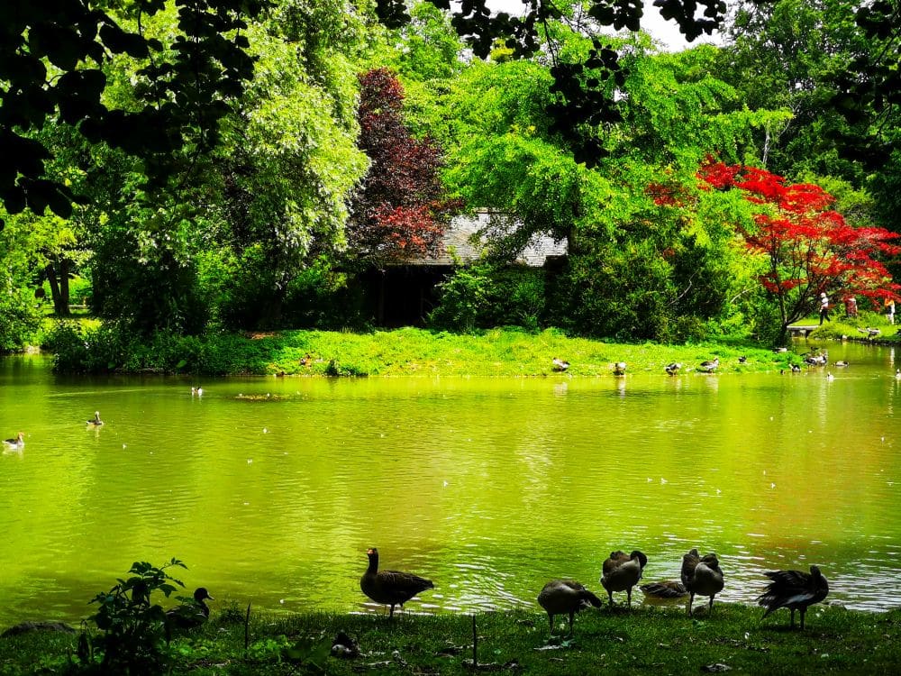 Ein ruhiger Teich in München, umgeben von üppig grünen Bäumen und leuchtend rotem Laub, mit Enten und Gänsen am Ufer und einem kleinen rustikalen Gebäude, das teilweise zwischen den Bäumen im Hintergrund versteckt ist.