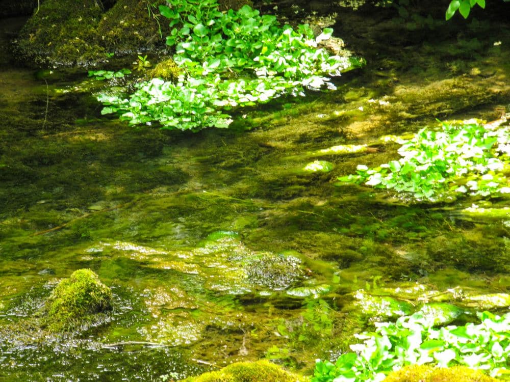 Das Sonnenlicht scheint auf einen seichten Bach mit klarem Wasser im Kleinen Lautertal und bringt grüne Wasserpflanzen und moosbewachsene Felsen zur Geltung - ein perfekter Ort für eine Auszeit während Ihrer Wanderung.