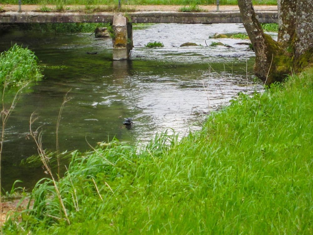Ein kleiner Fluss fließt unter einer steinernen Brücke, umgeben von saftig grünen Gräsern und Bäumen - perfekt für eine Auszeit während Ihrer Wanderung entlang des schönen Kleinen Lautertals, wo das Wasser den Himmel spiegelt und Wasserpflanzen am Ufer wachsen.