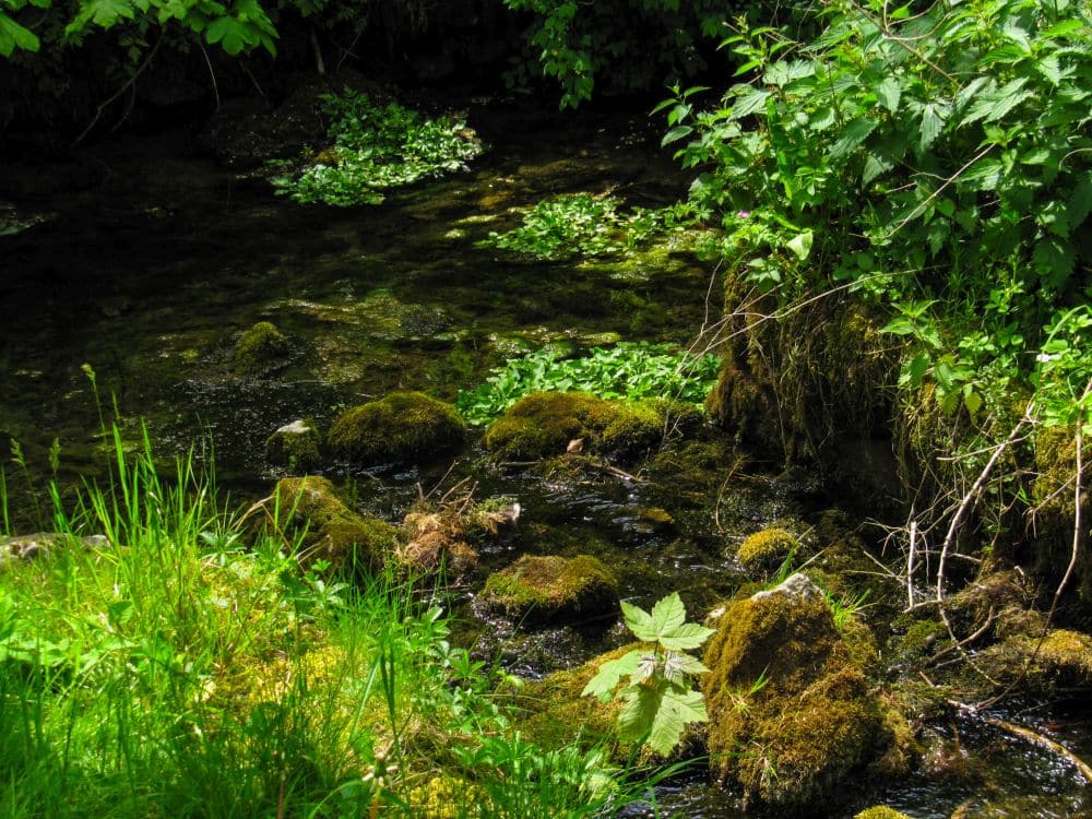 Ein kleiner, klarer Bach fließt durch den üppigen Wald des Kleinen Lautertals, umgeben von grünen Pflanzen und moosbewachsenen Felsen - die perfekte Kulisse für eine Auszeit oder eine ruhige Wanderung im gedämpften Sonnenlicht.