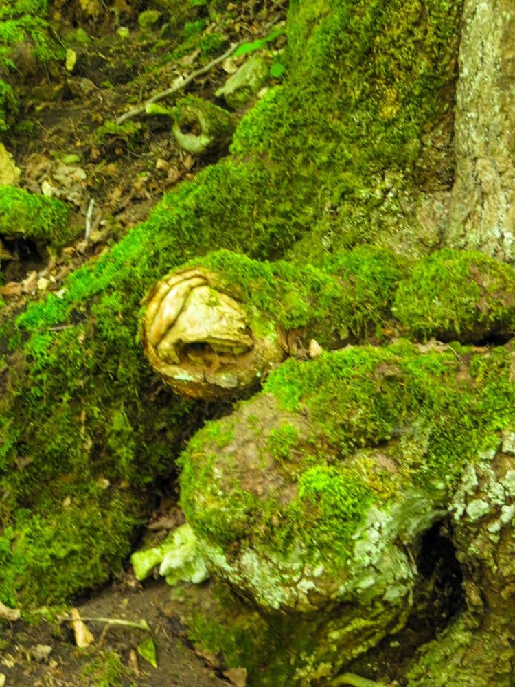 Ein moosbewachsener Baumstamm mit einem totenkopfähnlichen Knoten, umgeben von grünem Laub und erdigem Boden - perfekt für eine ruhige Auszeit oder als einmaliger Anblick auf Ihrer Wanderung durch das Kleine Lautertal.