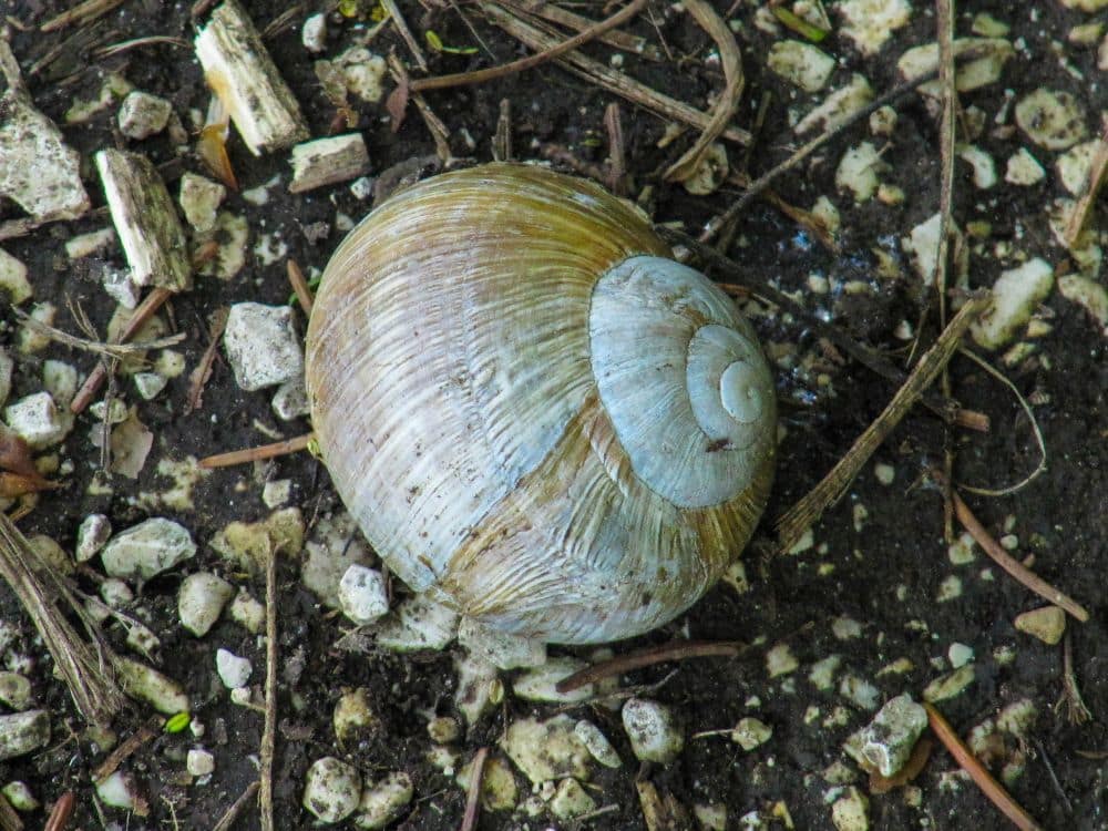 Ein großes, spiralförmiges Schneckenhaus mit blasser, bräunlicher Farbe liegt im Kleinen Lautertal auf dem Boden, umgeben von kleinen Steinen, Zweigen und Erde - ein stiller Moment der Auszeit, entdeckt während einer friedlichen Wanderung.