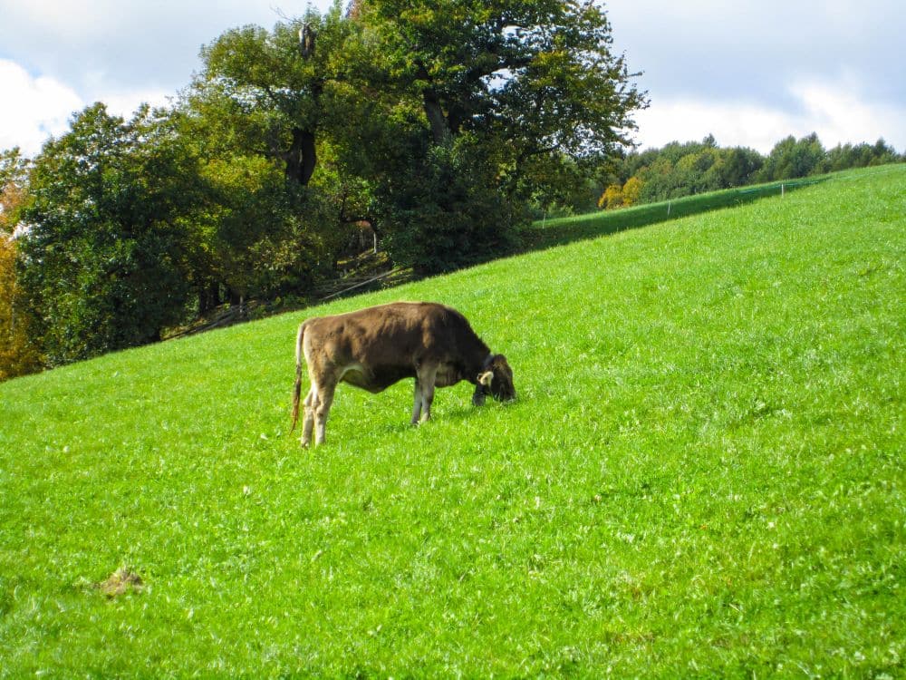 Eine braune Kuh grast an einem üppigen, grünen Hang am Keschtnweg bei Feldthurns in Südtirol, unter einem teilweise bewölkten Himmel mit Bäumen und Sträuchern im Hintergrund.