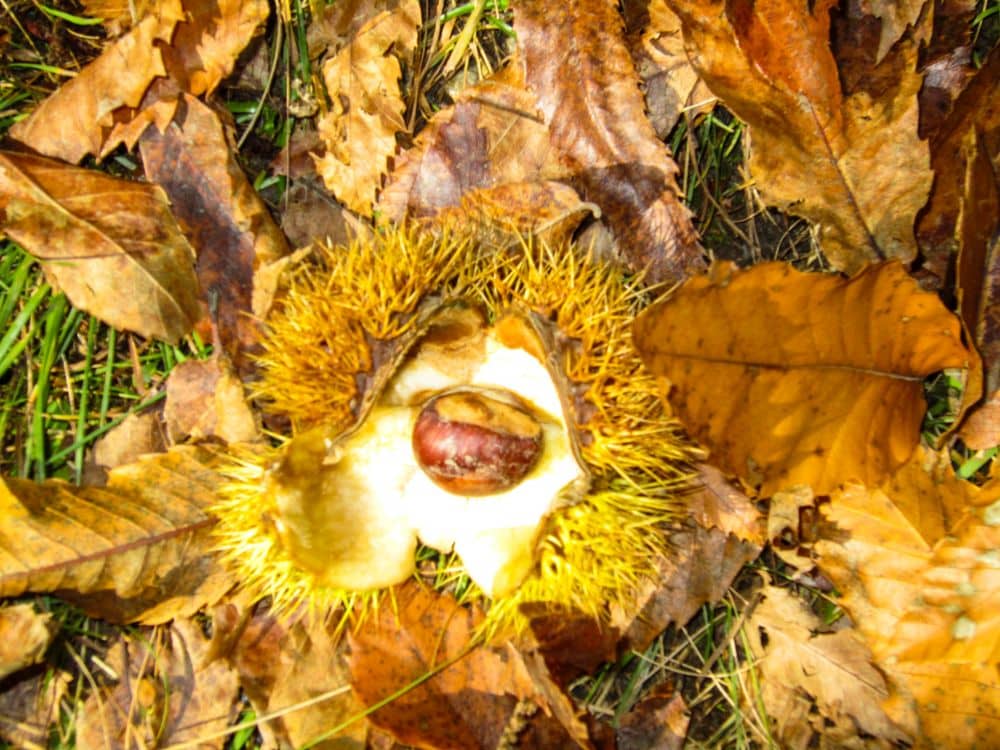 Eine aufgespaltene Kastanienschale, in der eine braune Kastanie steckt, liegt inmitten von trockenem Herbstlaub am Keschtnweg in Feldthurns, Südtirol, auf dem Boden.