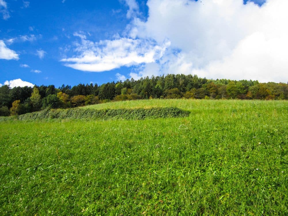 Grasbewachsener Hang mit üppiger grüner Vegetation am berühmten Keschtnweg bei Feldthurns in Südtirol, gesäumt von einer Reihe von Büschen und einem Wald von Bäumen unter einem strahlend blauen Himmel mit vereinzelten weißen Wolken.