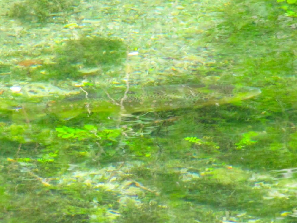 Ein Fisch mit gesprenkeltem Körper schwimmt im klaren, grünlichen Wasser des Kleinen Lautertals über einem moosbewachsenen Flussbett, teilweise getarnt durch Pflanzen - eine idyllische Szene, wie geschaffen für eine ruhige Wanderung und Auszeit.
