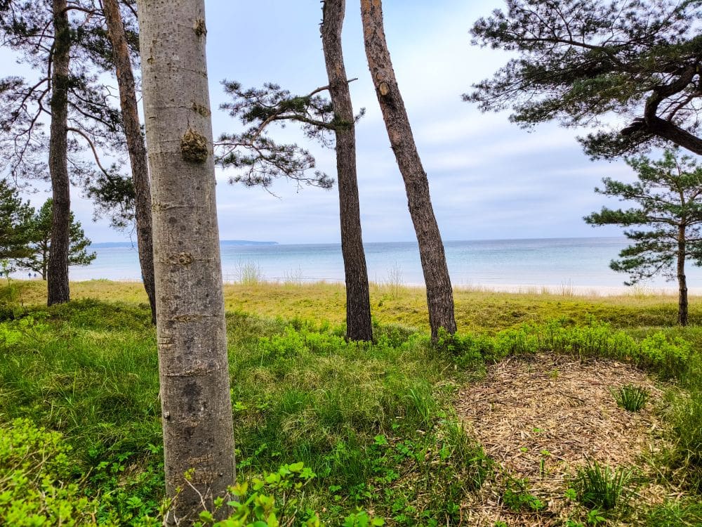 Spärliche Kiefern stehen auf grasbewachsenen Sanddünen mit Blick auf das ruhige, blaue Meer bei Binz unter einem bewölkten Himmel. In der Ferne ist die Küste zu sehen, mit sanften Wellen und einer friedlichen, natürlichen Atmosphäre.