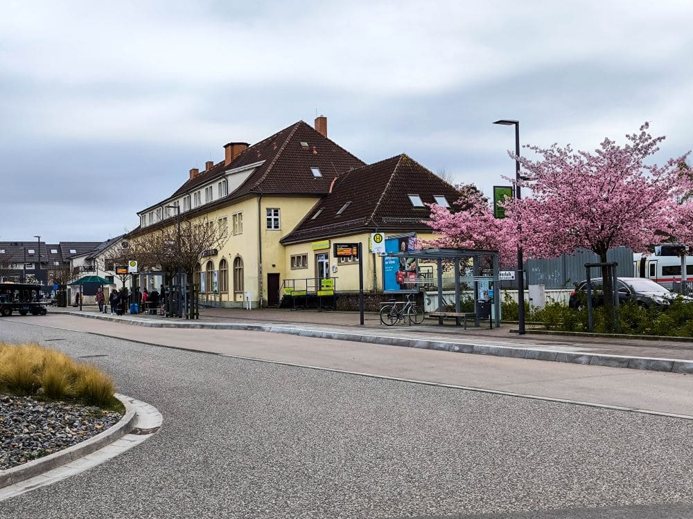 Eine Straßenszene in Binz zeigt ein gelbes Gebäude mit braunem Dach, eine Bushaltestelle mit wartenden Menschen, rosa Kirschblütenbäume, geparkte Fahrräder und einen bedeckten Himmel.